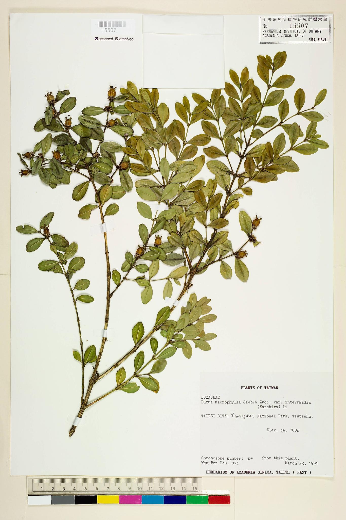 Specimen image