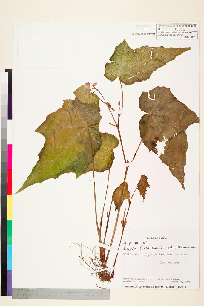 <Unit #72885 Leu, Wen-Pen | 呂文賓 | 888:: | Begonia formosana (Hayata) Masam.>