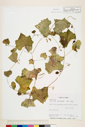 Zehneria mucronata (Bl.) Miq.