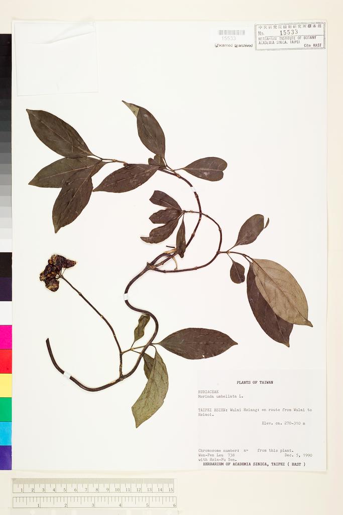 <Unit #14656 Leu, Wen-Pen | 呂文賓 | 738:: | Morinda umbellata L.>