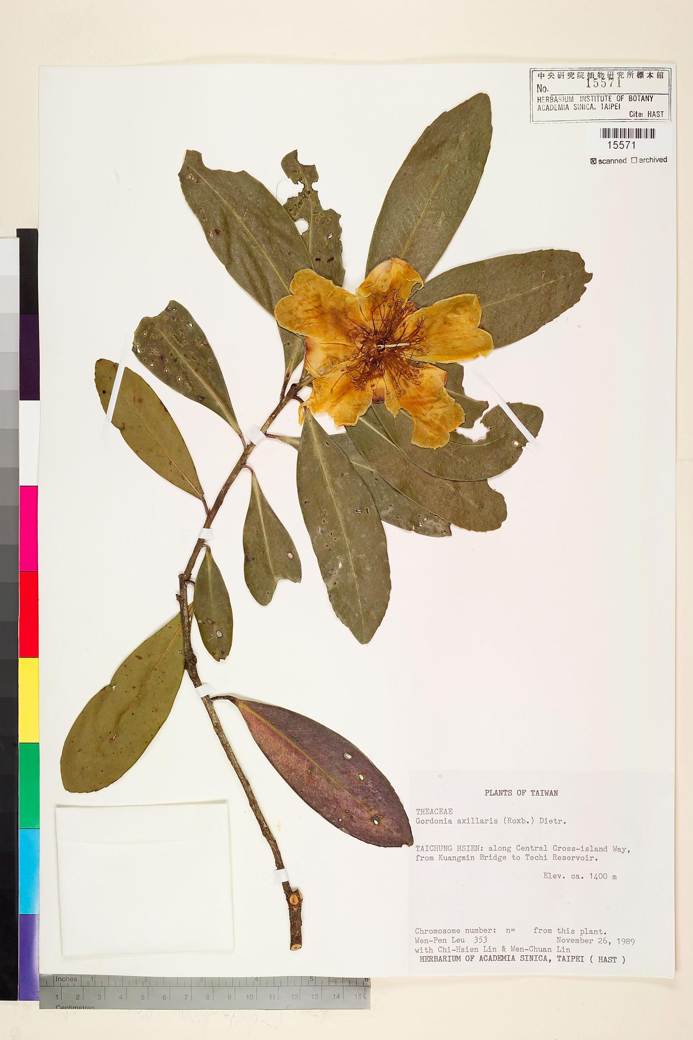 Sample image for viewer