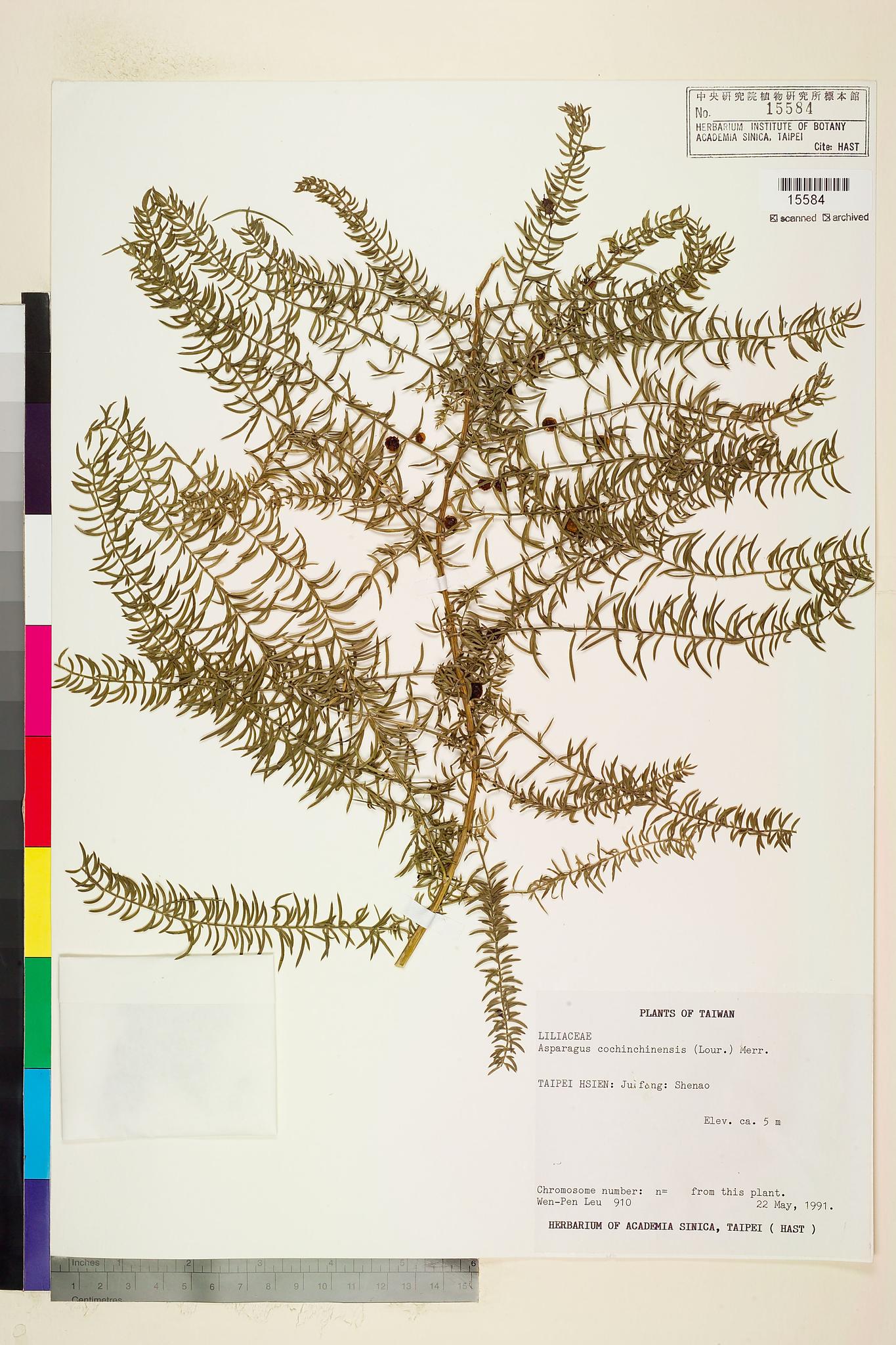 Sample image for viewer