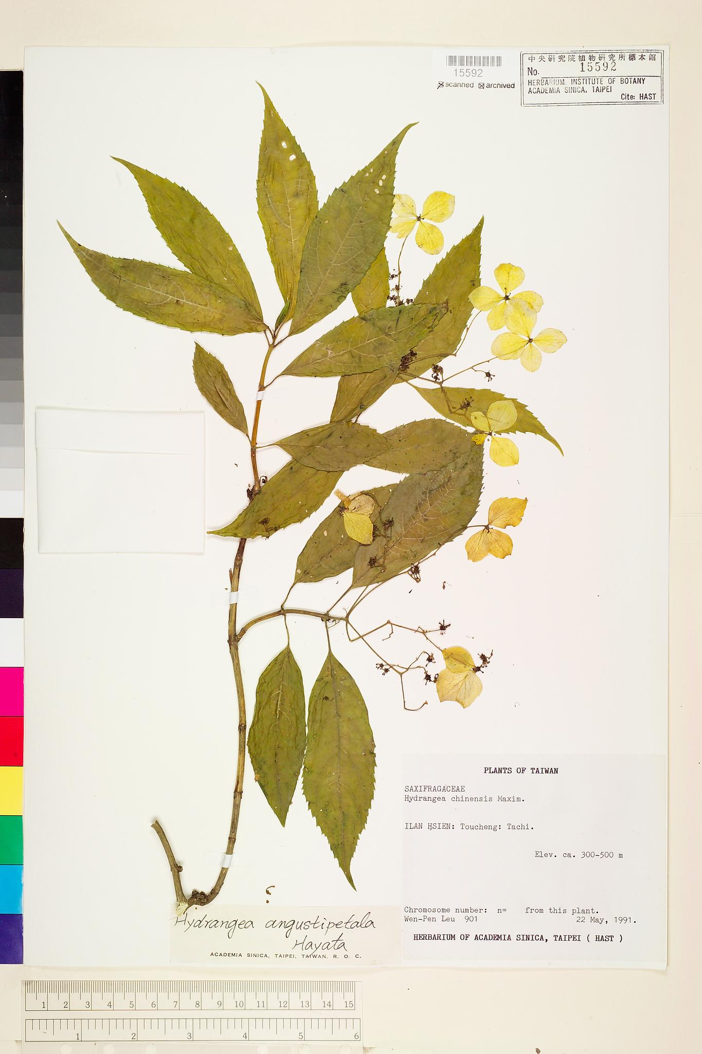 Sample image for viewer