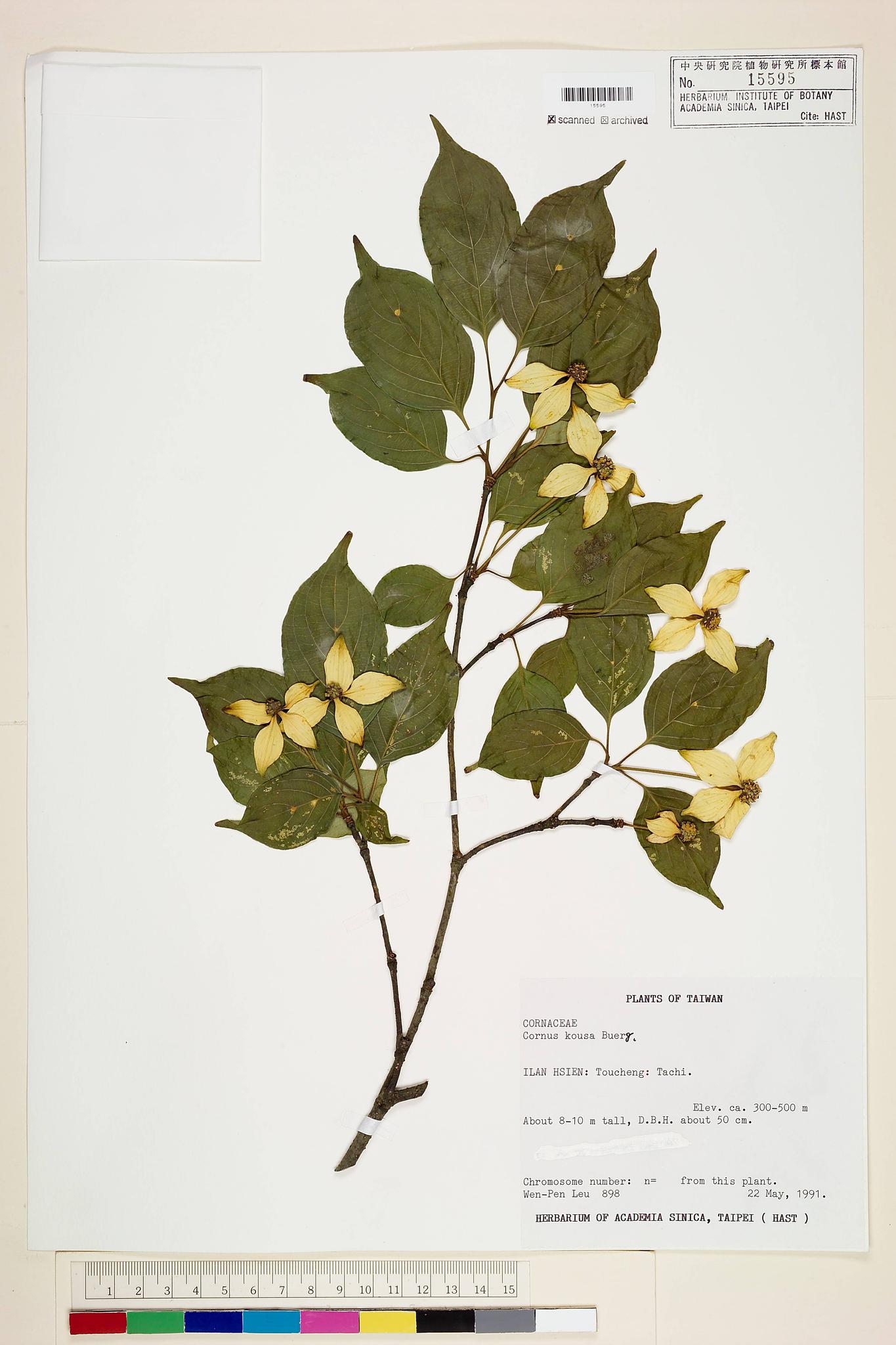 Sample image for viewer