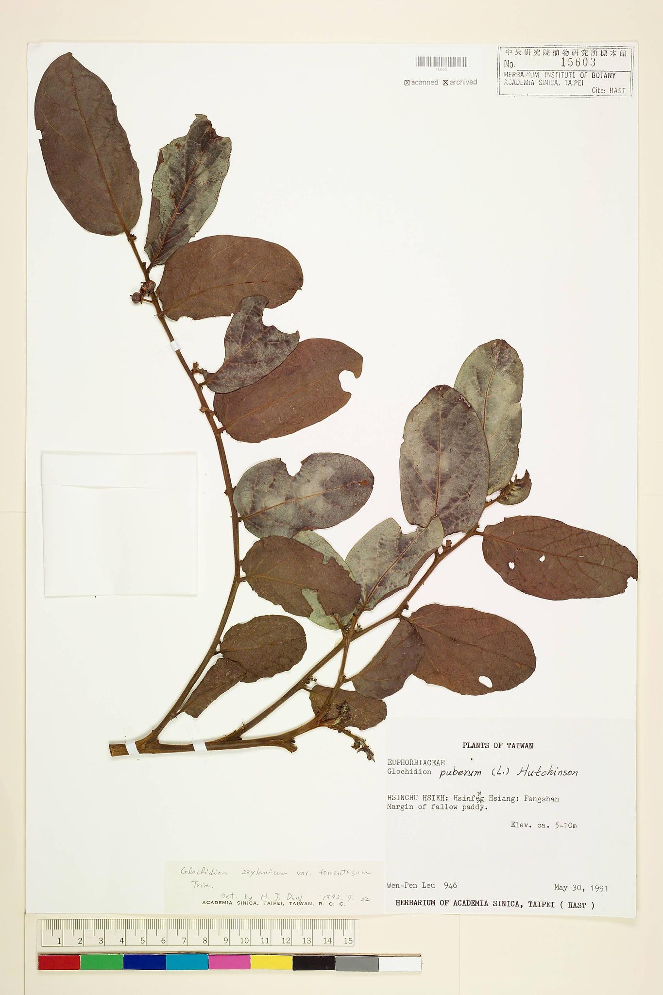 Sample image for viewer