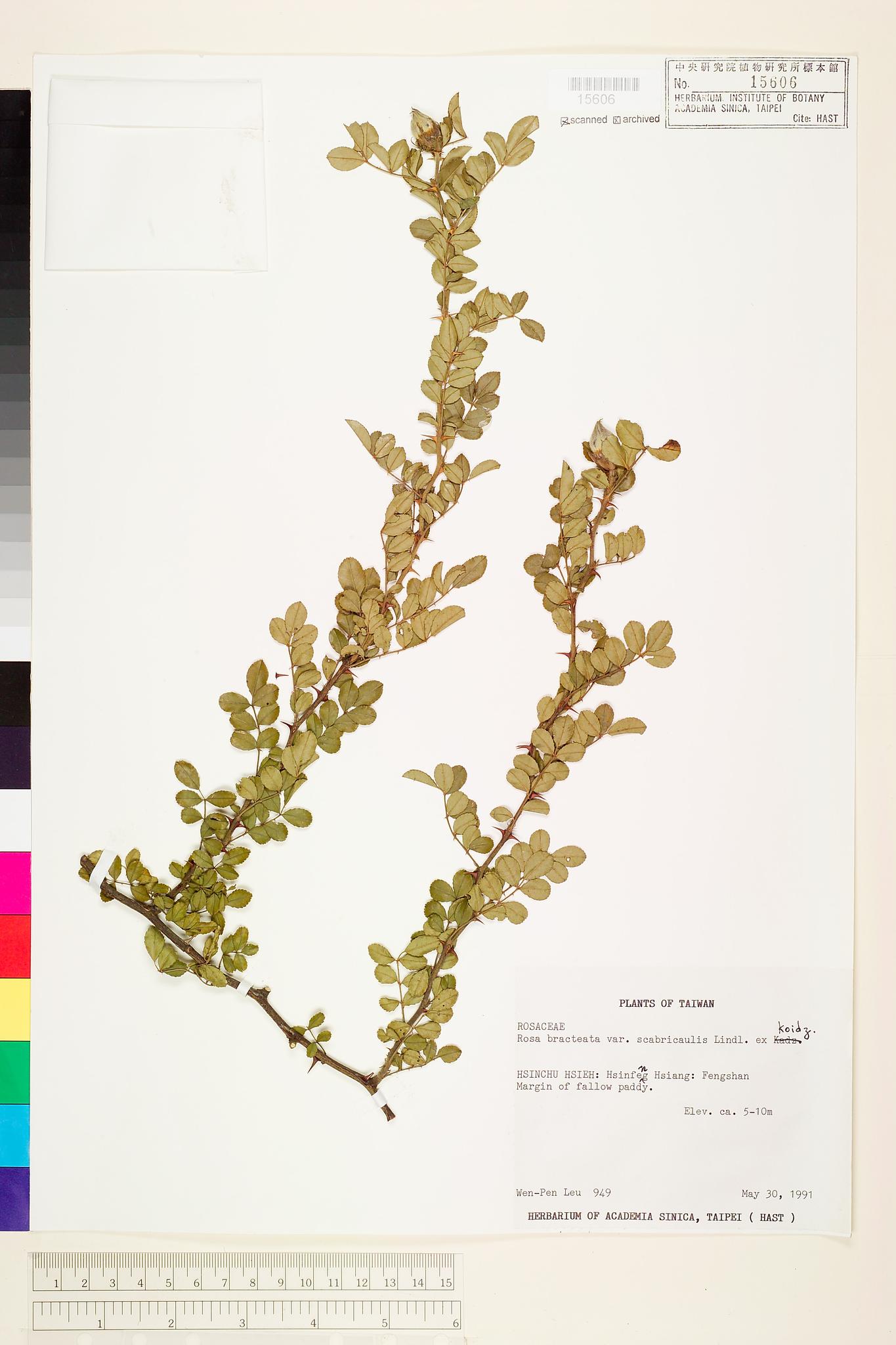 Sample image for viewer