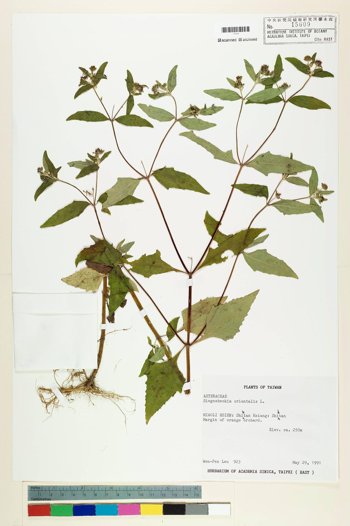 Sample image for viewer