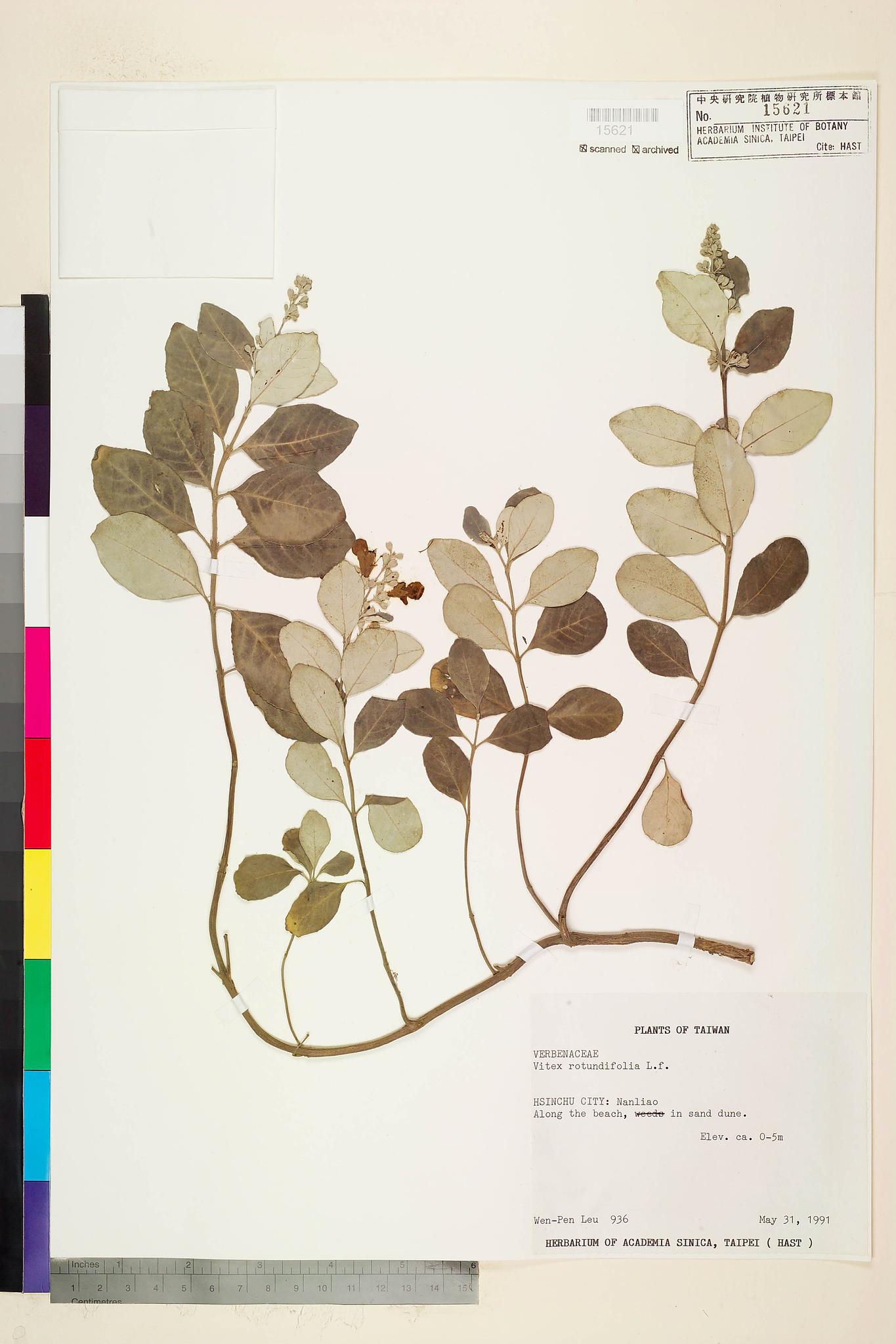 Sample image for viewer