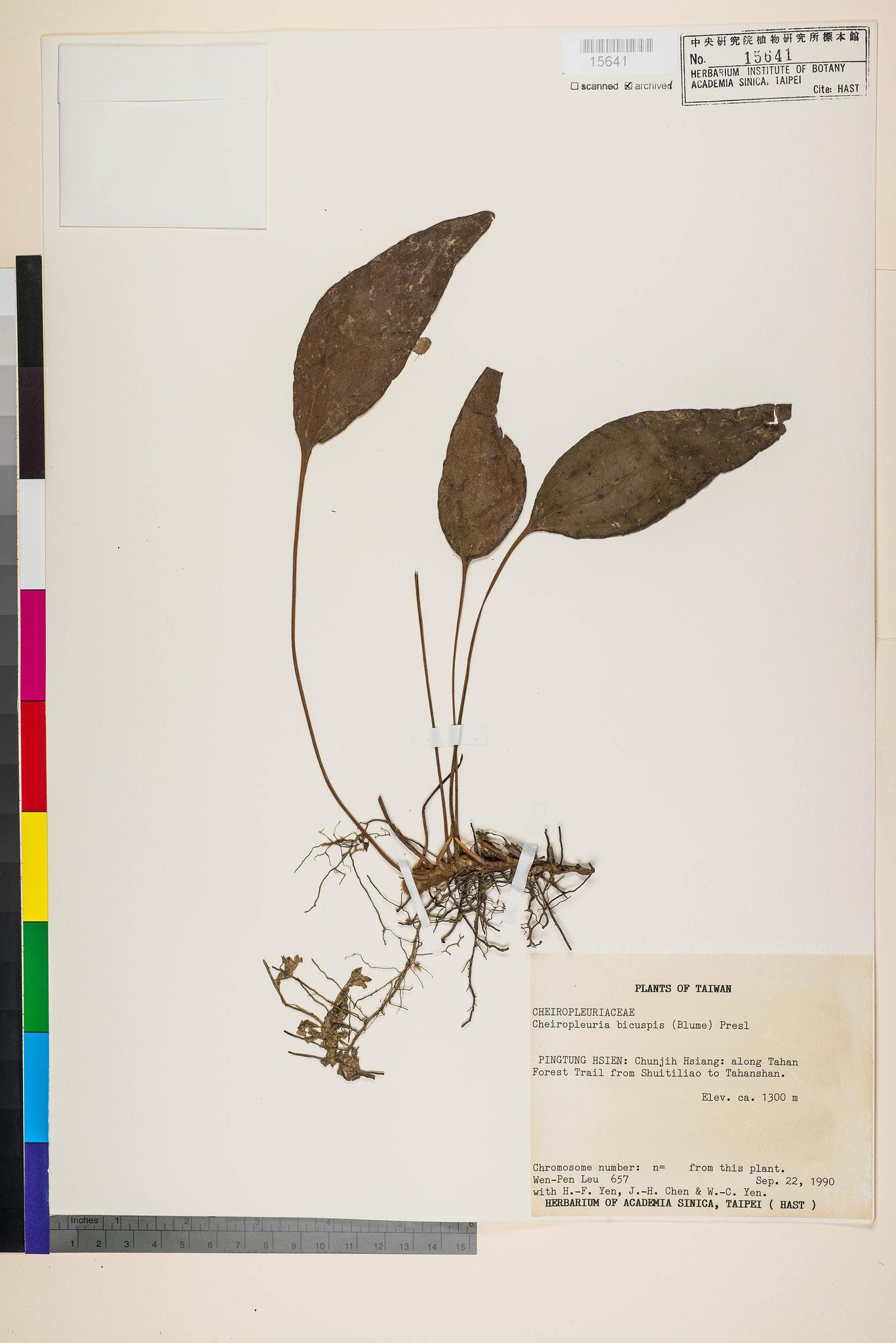 Sample image for viewer