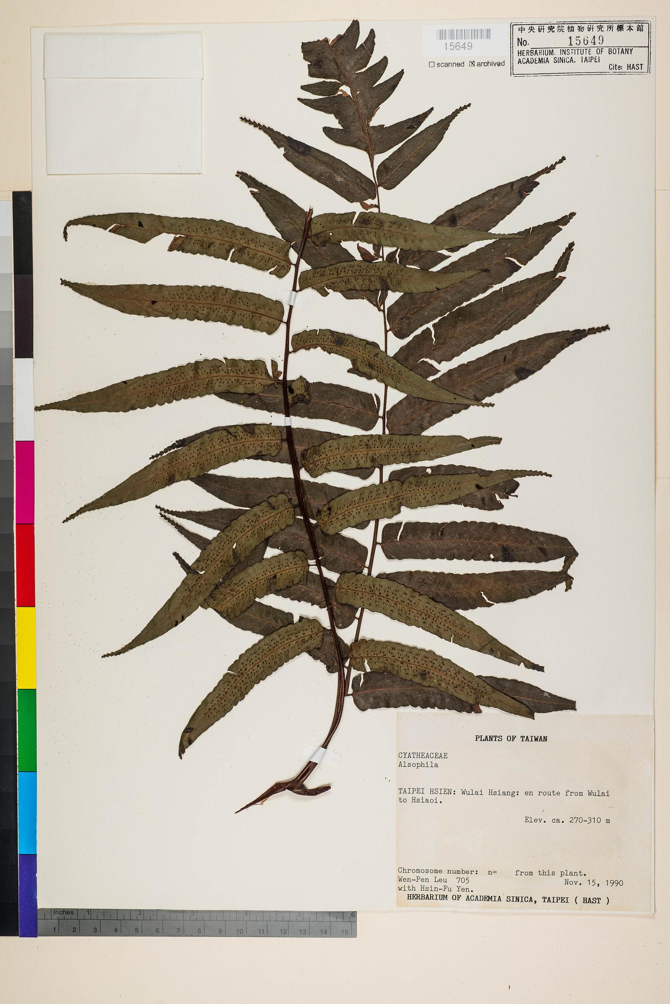 Sample image for viewer