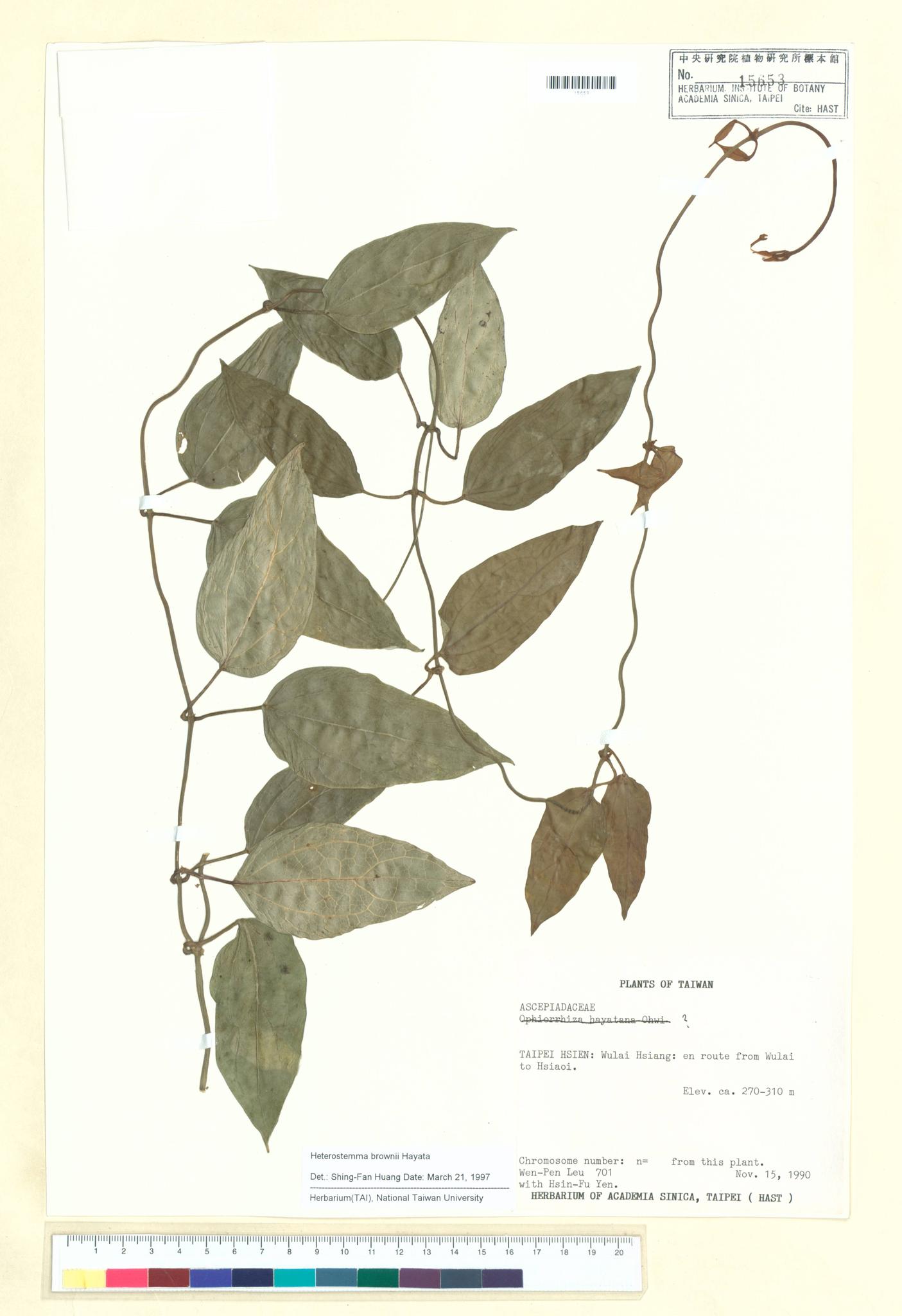 Sample image for viewer