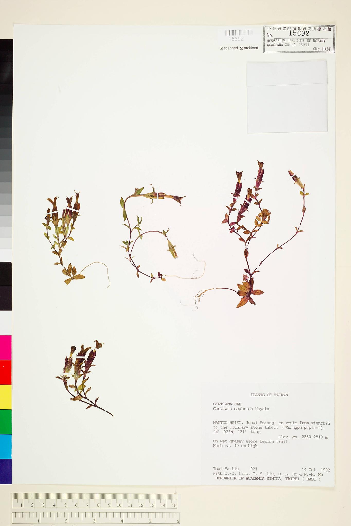 Sample image for viewer