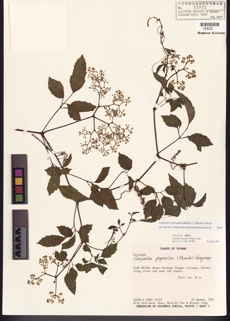 <Unit #26090 Peng, Ching-I | 彭鏡毅 | 13759:: | Causonis corniculata (Benth.) J.Wen & L.M.Lu >