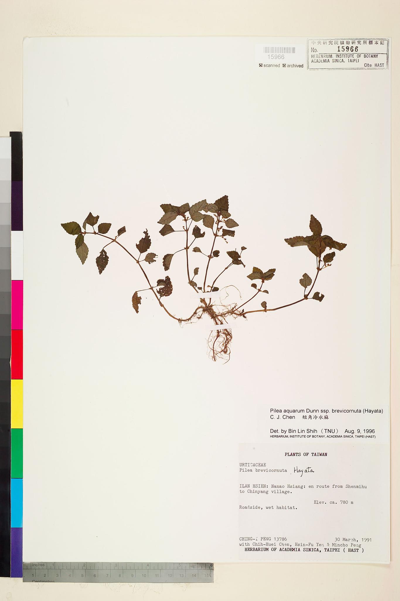 Sample image for viewer