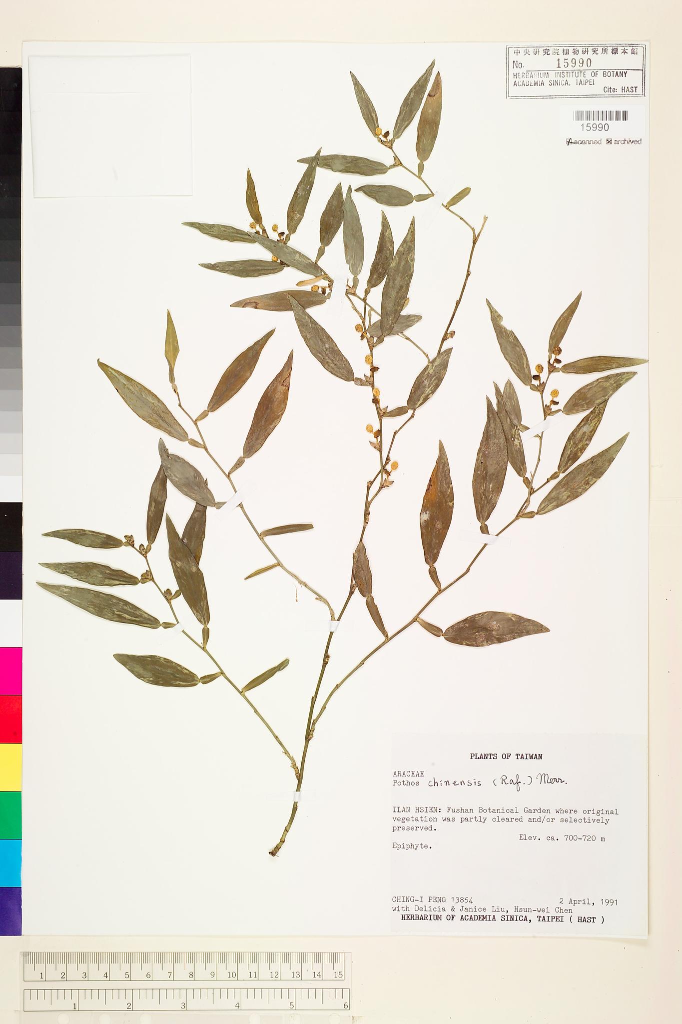 Sample image for viewer