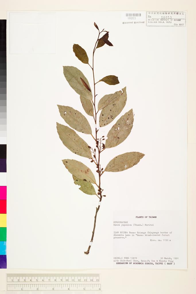 <Unit #22286 Peng, Ching-I | 彭鏡毅 | 13819:: | Maesa japonica (Thunb.) Moritzi ex Zoll.>