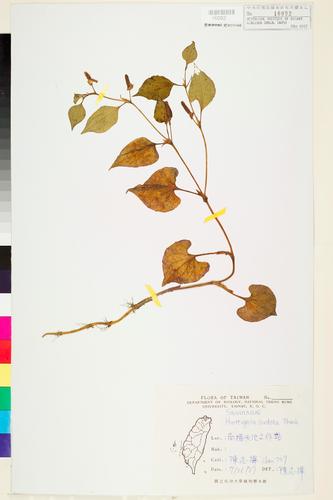 Houttuynia cordata Thunb.