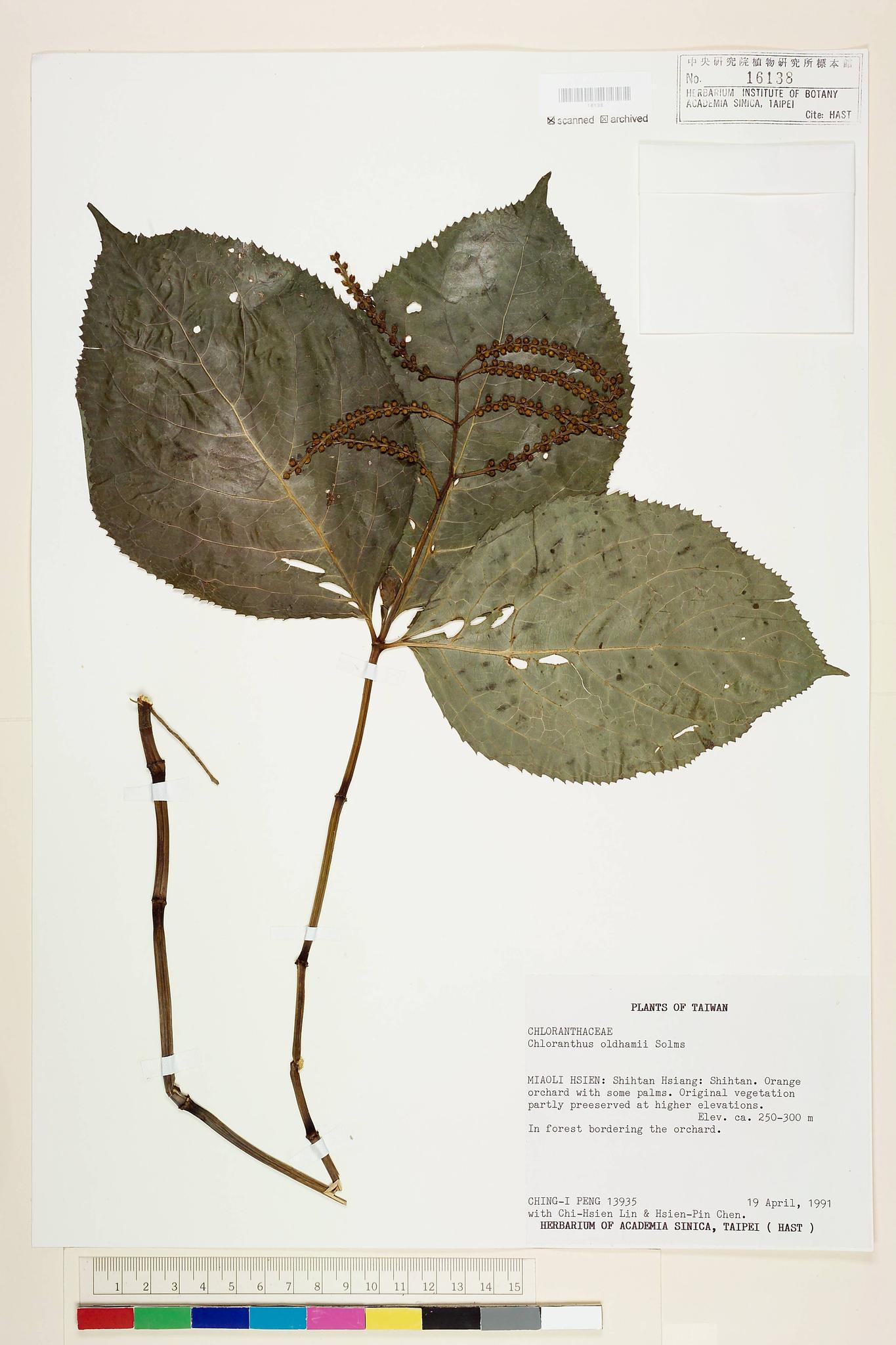 Sample image for viewer