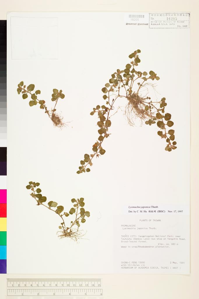 <Unit #25351 Peng, Ching-I | 彭鏡毅 | 13990:: | Lysimachia japonica Thunb.>