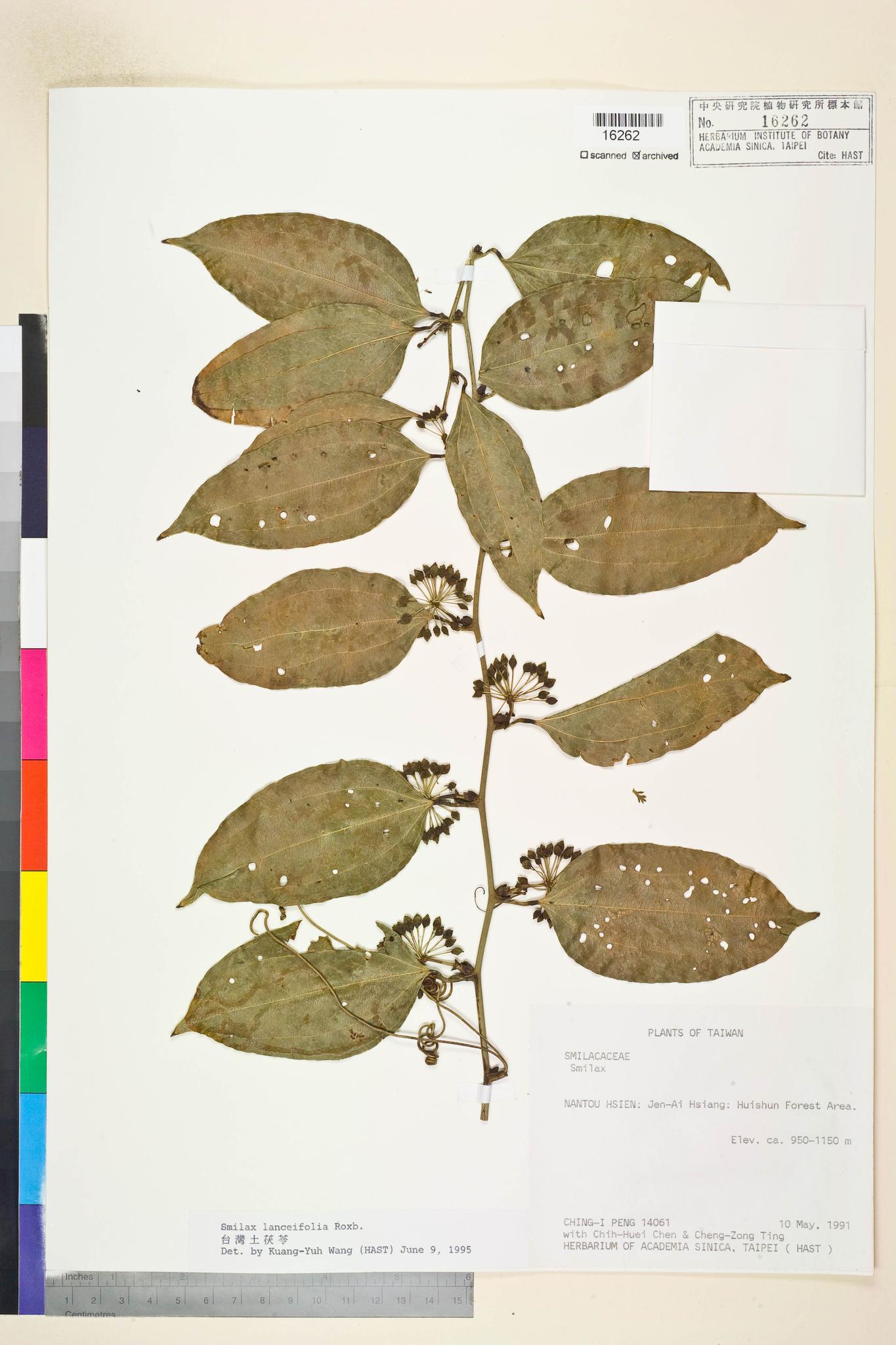 Sample image for viewer