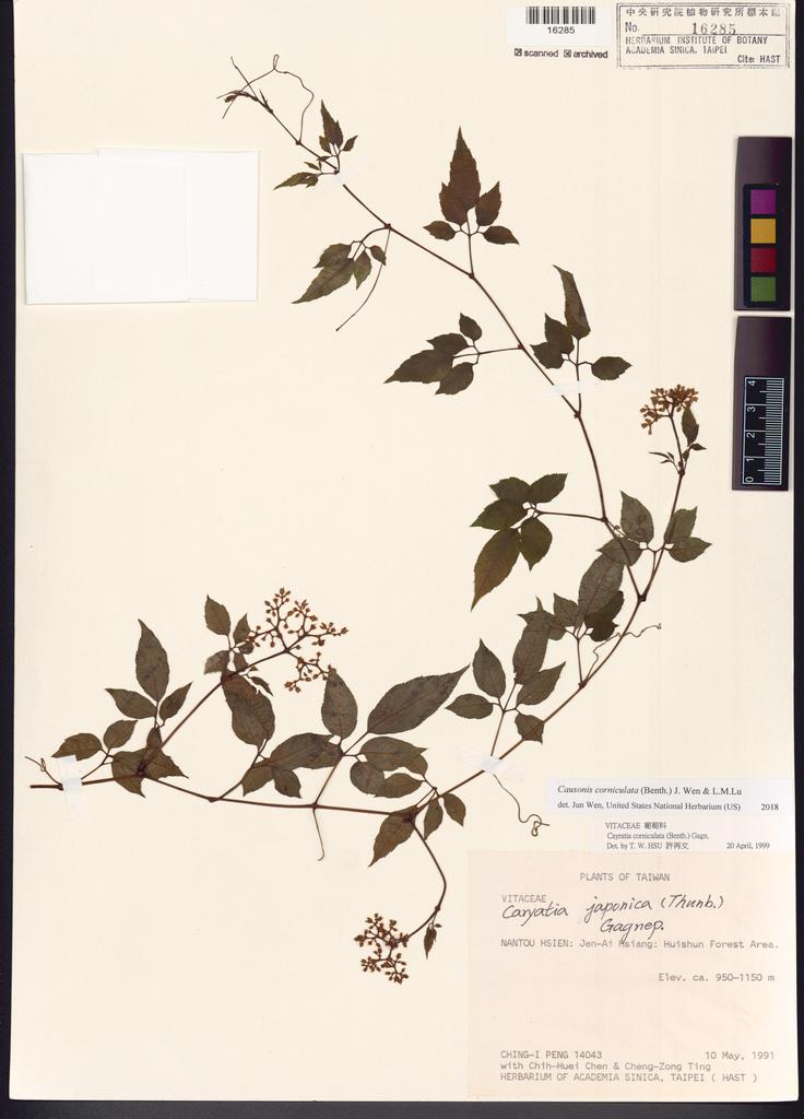 <Unit #26027 Peng, Ching-I | 彭鏡毅 | 14043:: | Causonis corniculata (Benth.) J.Wen & L.M.Lu >