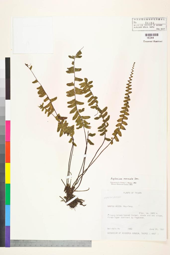 <Unit #5325 Hu, Wei-Hsin | 胡維新 | 1462:: | Asplenium normale D. Don>