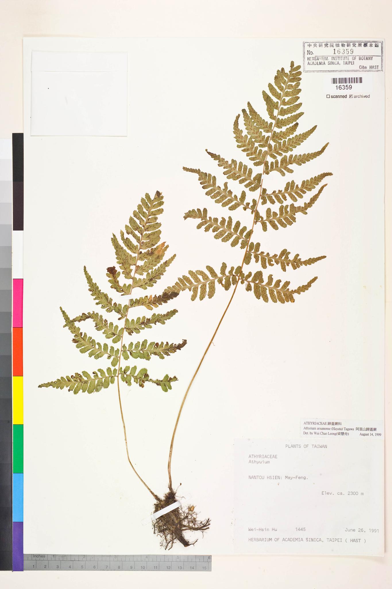 Sample image for viewer