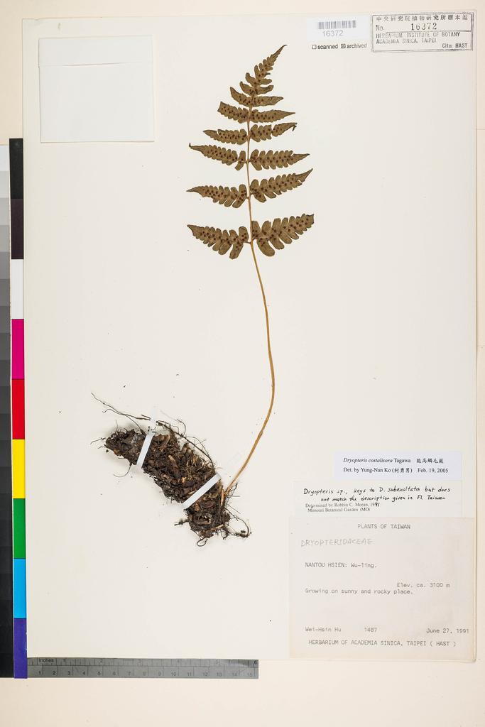 <Unit #7663 Hu, Wei-Hsin | 胡維新 | 1487:: | Dryopteris costalisora Tagawa>