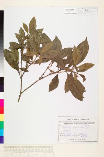 Gardenia jasminoides J. Ellis