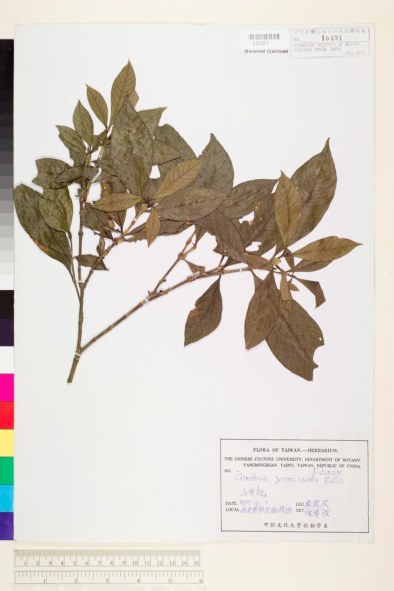Specimen image