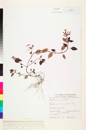 Ophiorrhiza japonica Blume