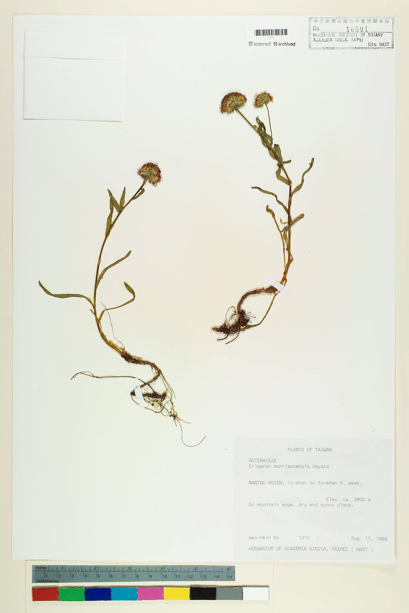 Sample image for viewer