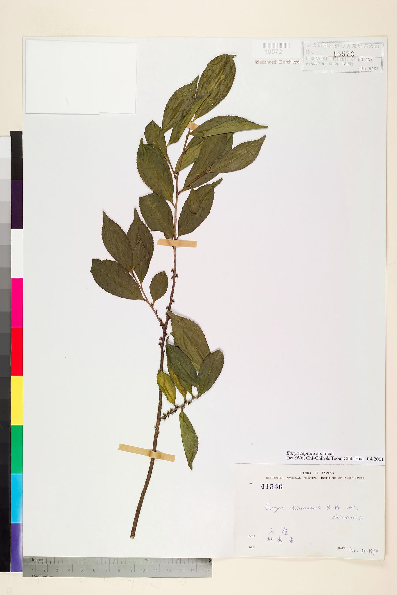 Sample image for viewer