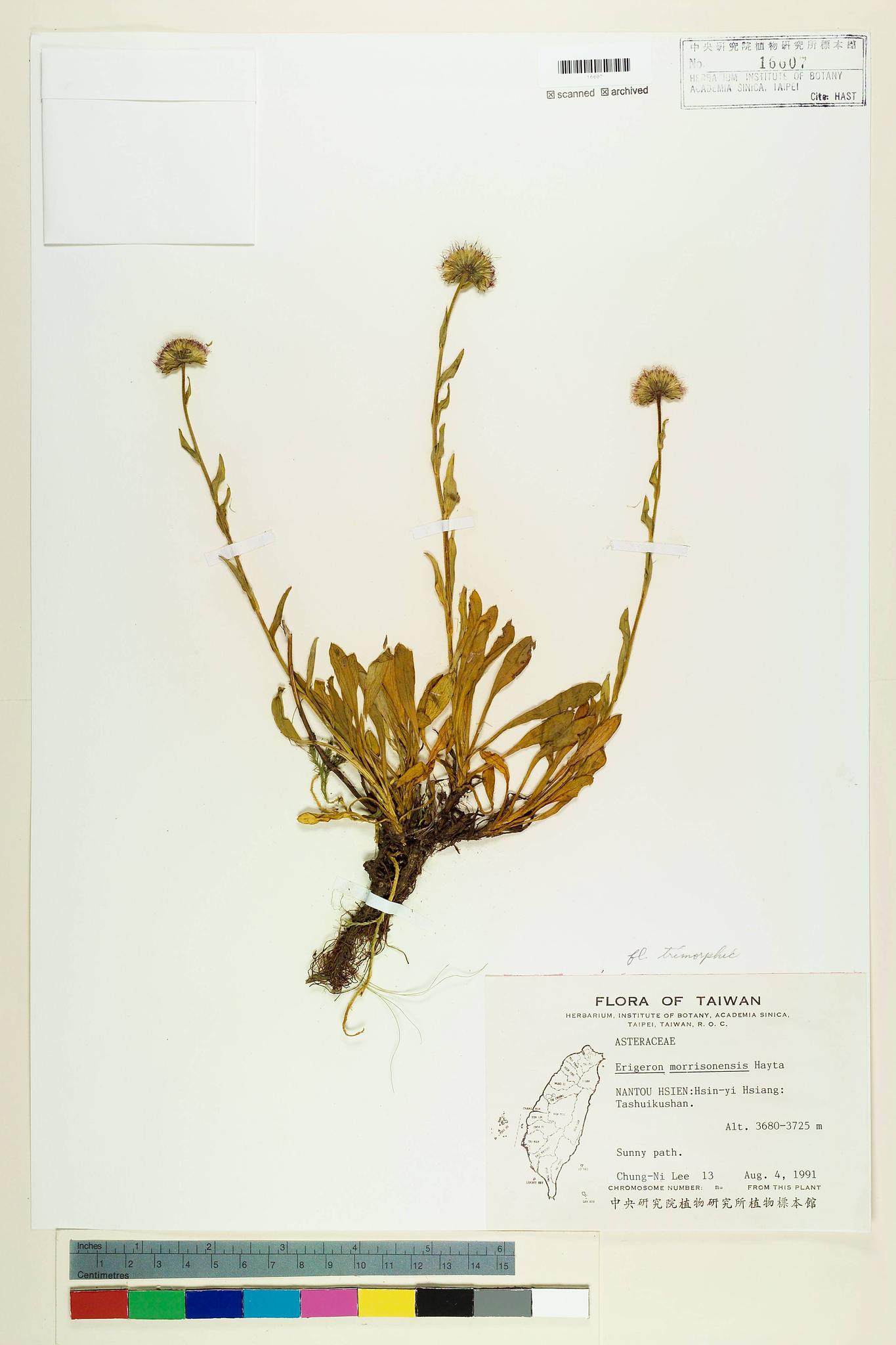 Sample image for viewer