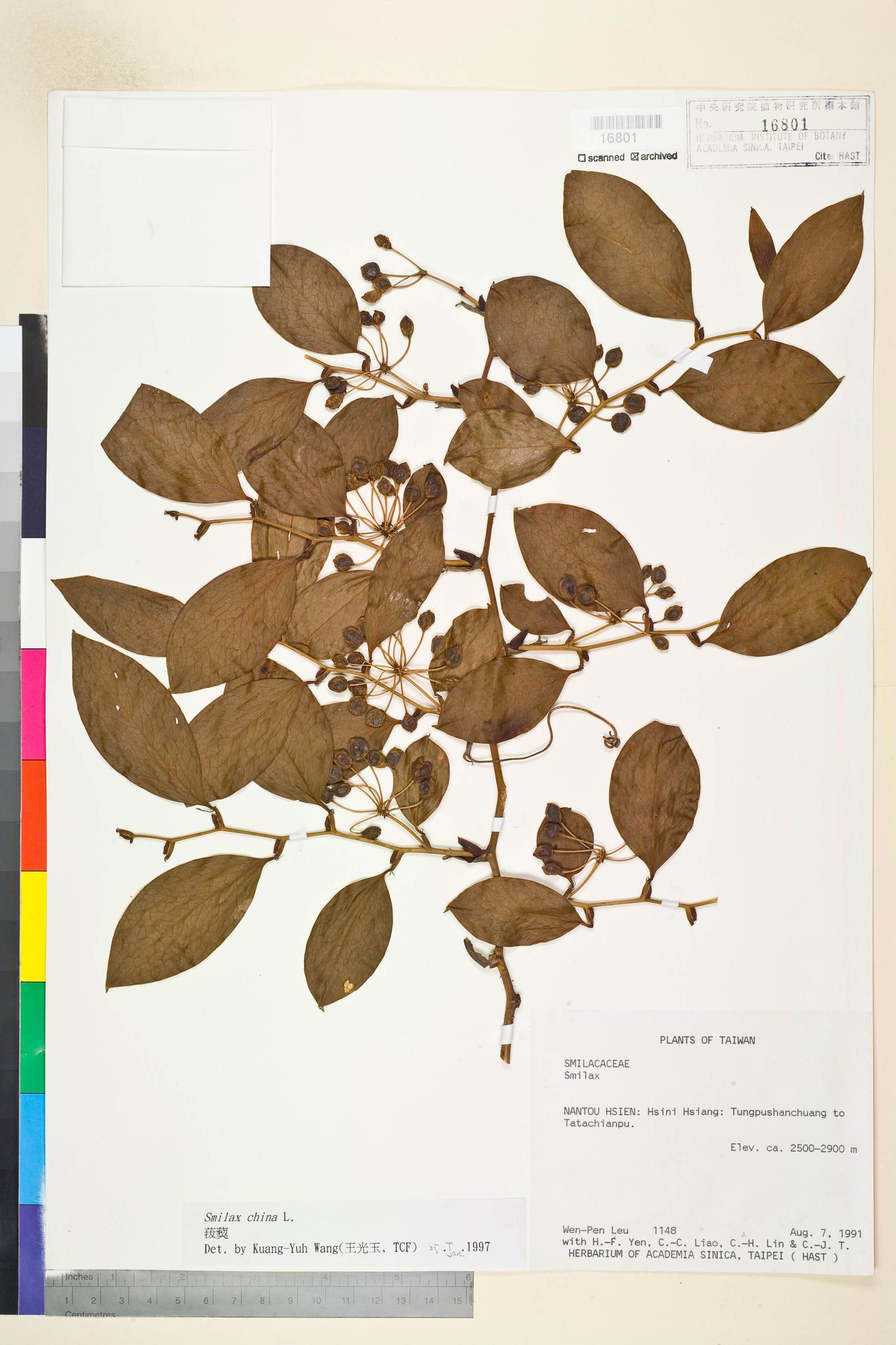 Sample image for viewer