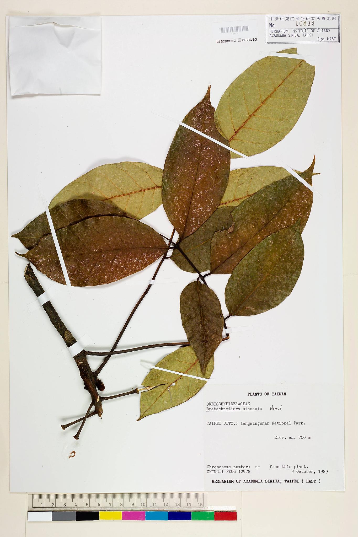 Sample image for viewer