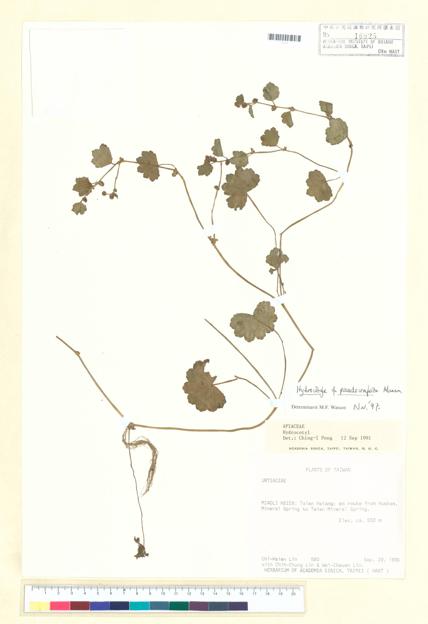 Sample image for viewer