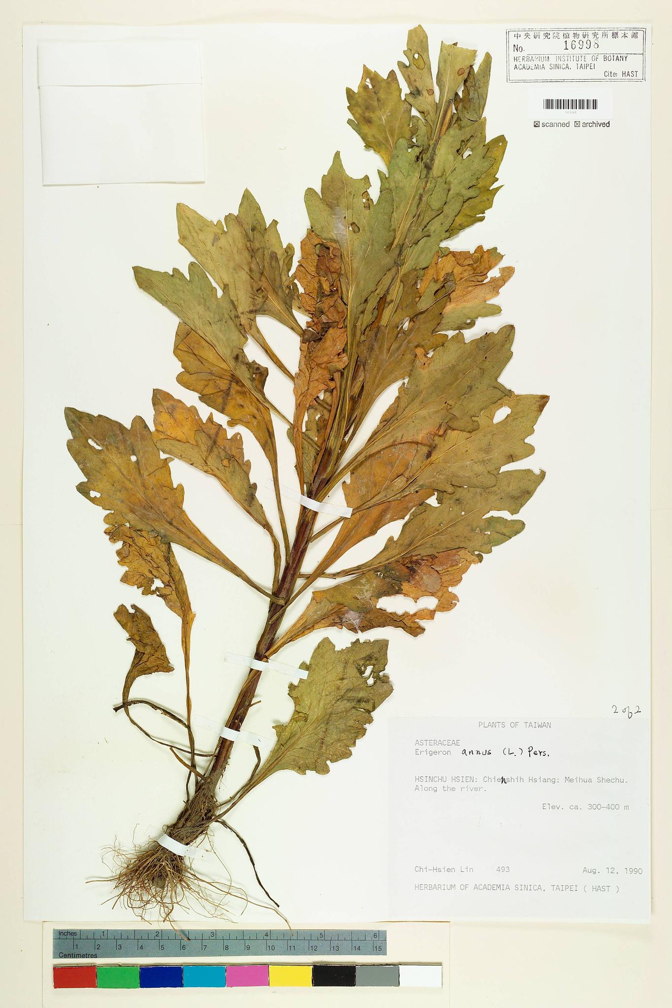 Sample image for viewer