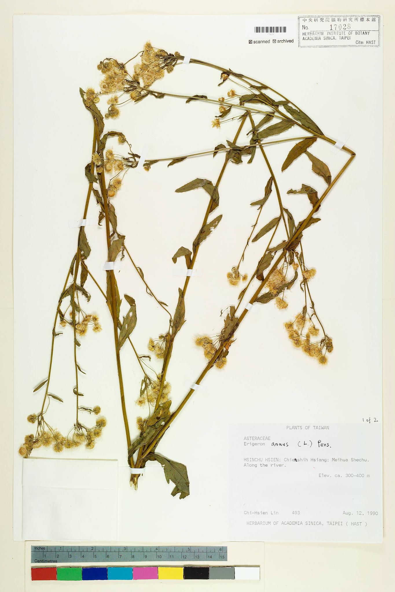 Sample image for viewer