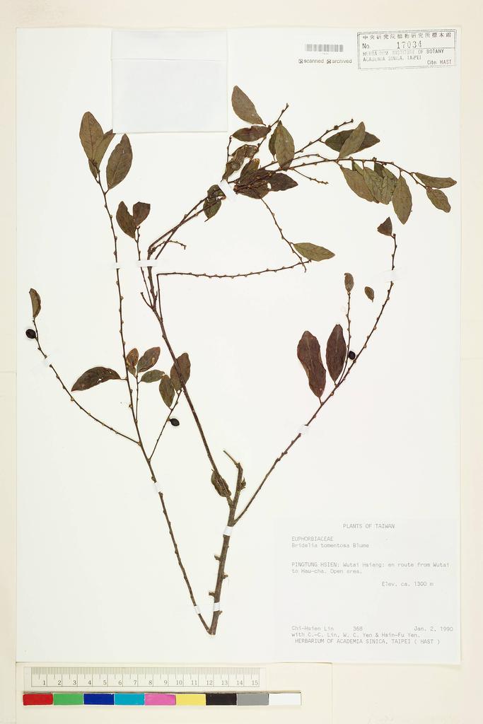<Unit #31187 Lin, Chi-Hsien | 林綺仙 | 368:: | Bridelia tomentosa Bl.>