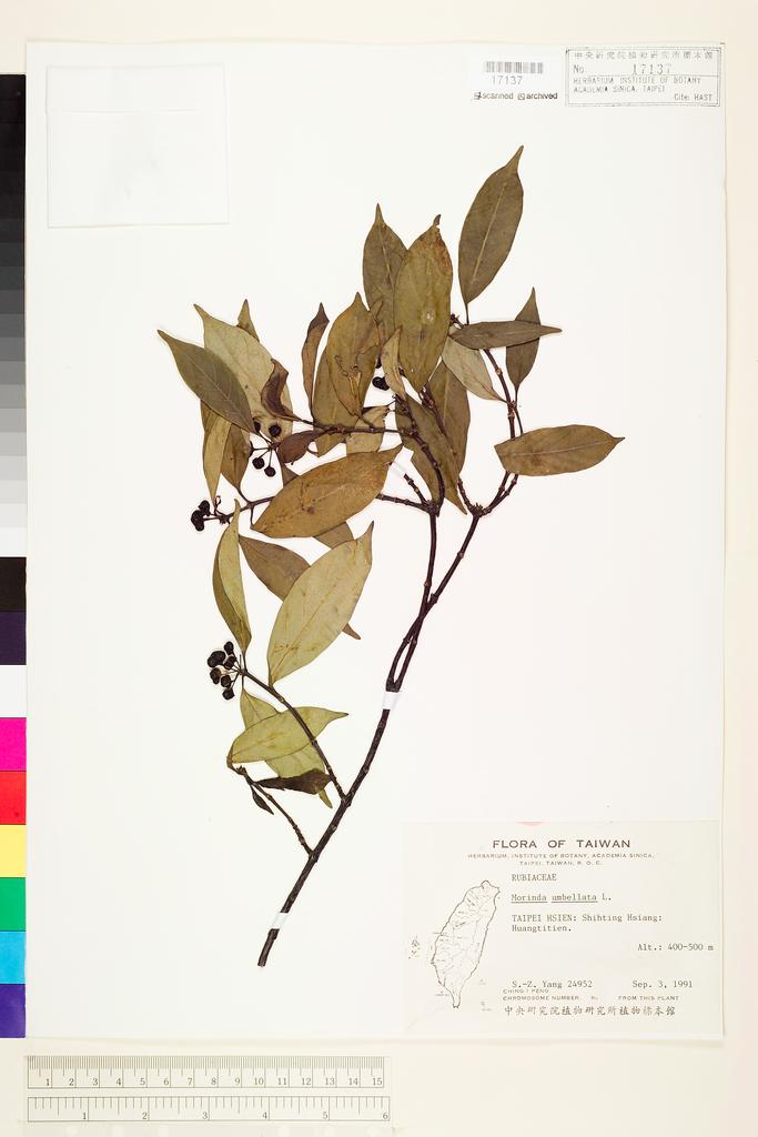 <Unit #71223 Yang, Sheng-Zehn | 楊勝任 | 24952:: | Morinda umbellata L.>