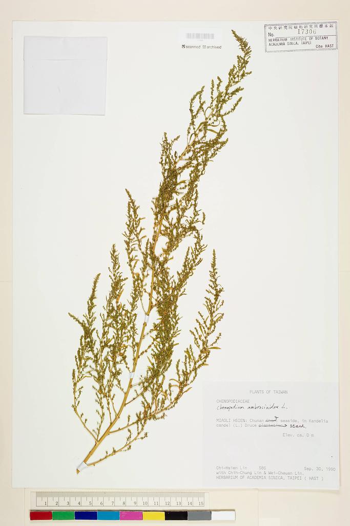 <Unit #28683 Lin, Chi-Hsien | 林綺仙 | 586:: | Chenopodium ambrosioides L.>