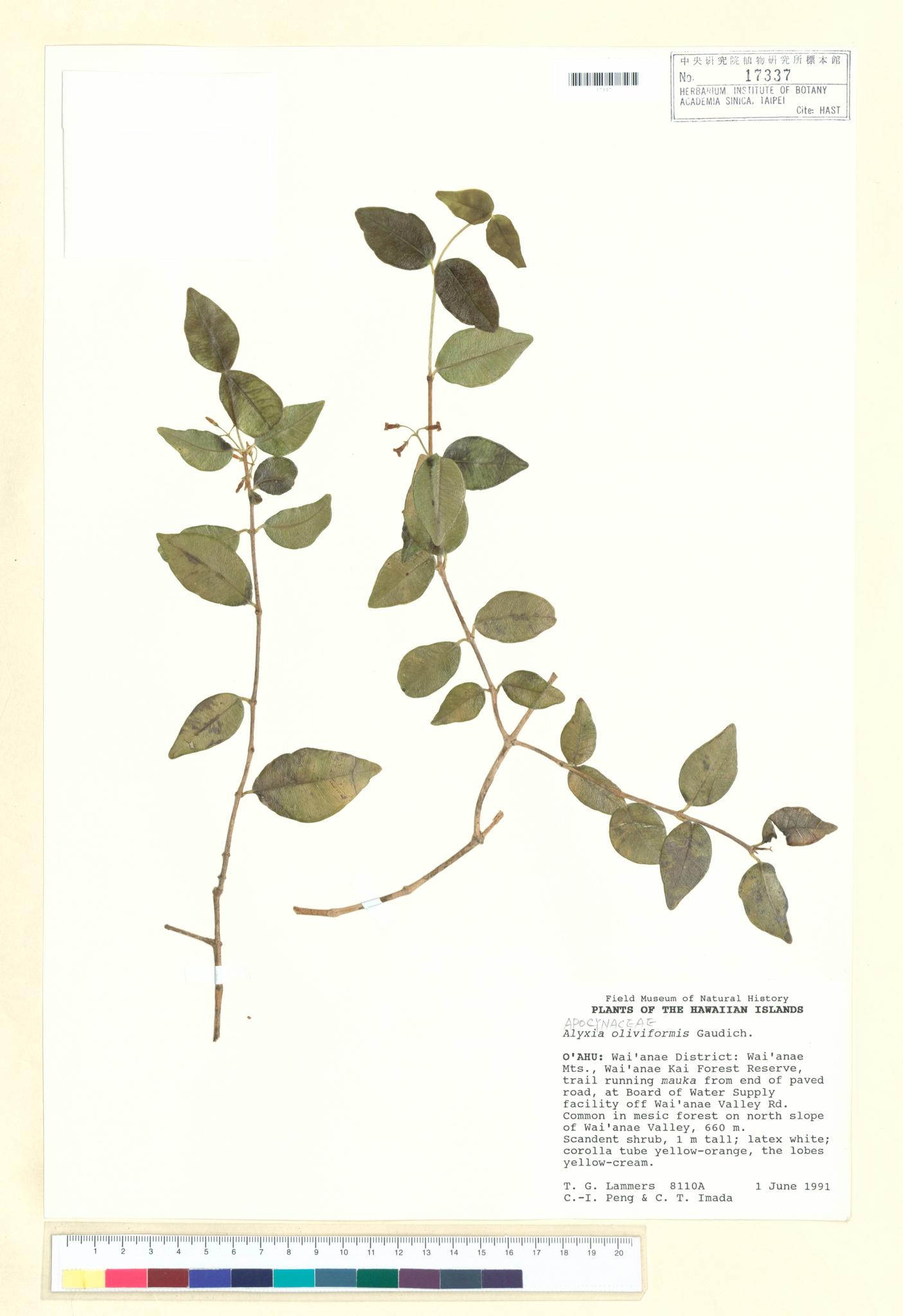 Sample image for viewer