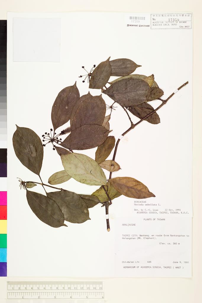 <Unit #30230 Lin, Chi-Hsien | 林綺仙 | 646:: | Morinda umbellata L.>