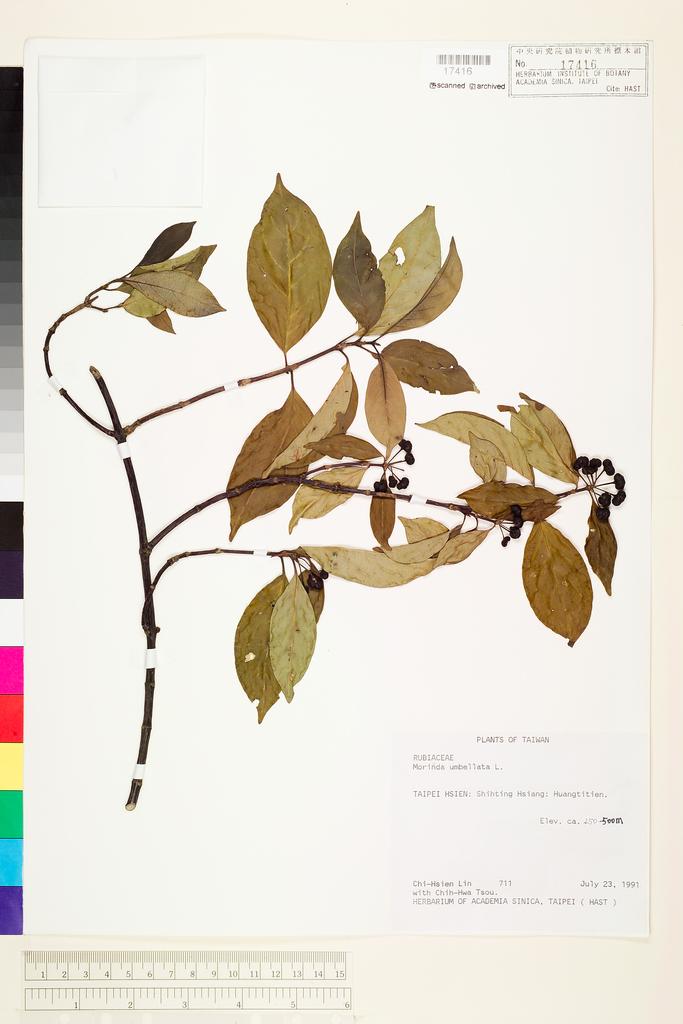<Unit #32387 Lin, Chi-Hsien | 林綺仙 | 711:: | Morinda umbellata L.>