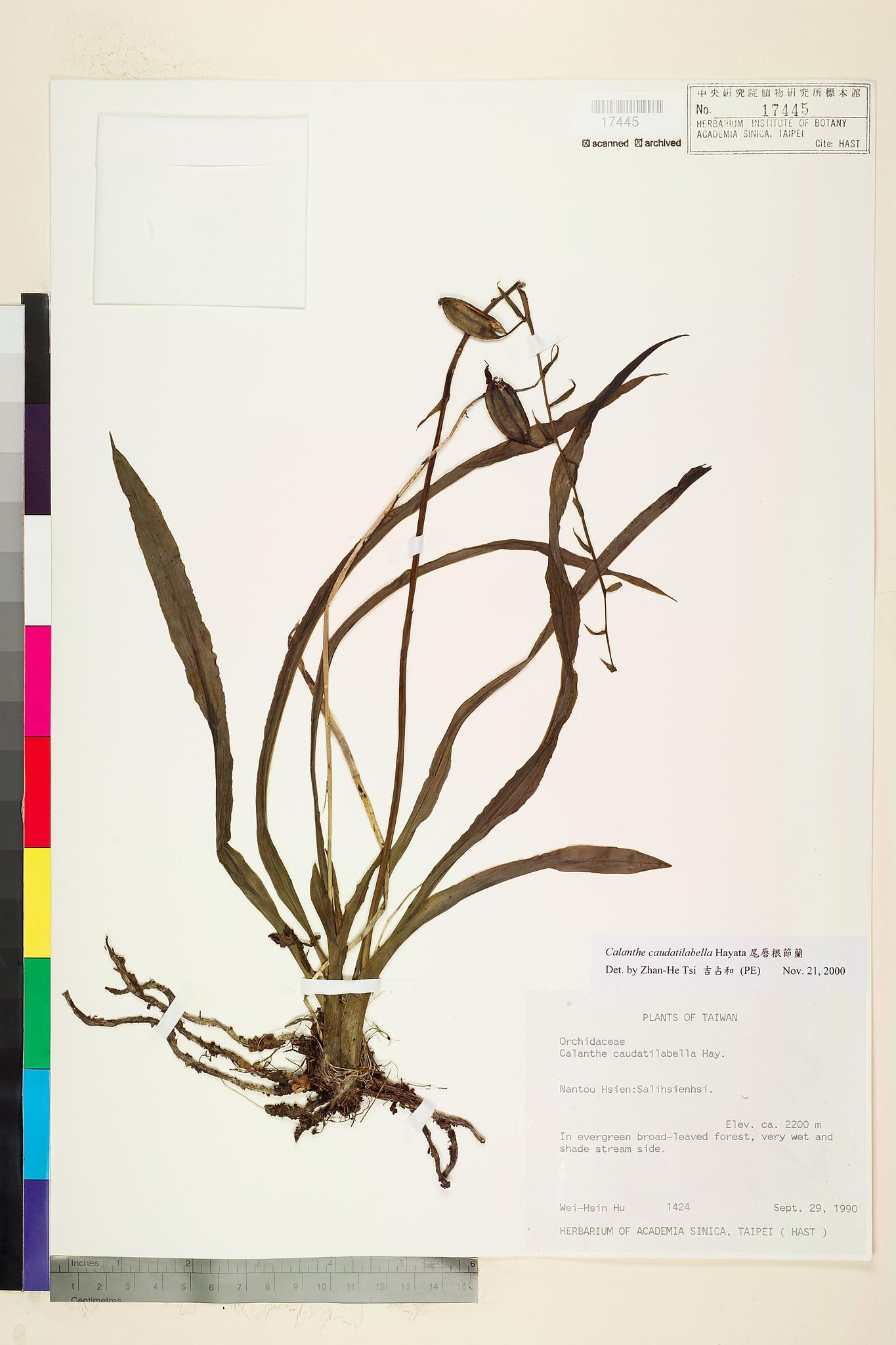 Sample image for viewer