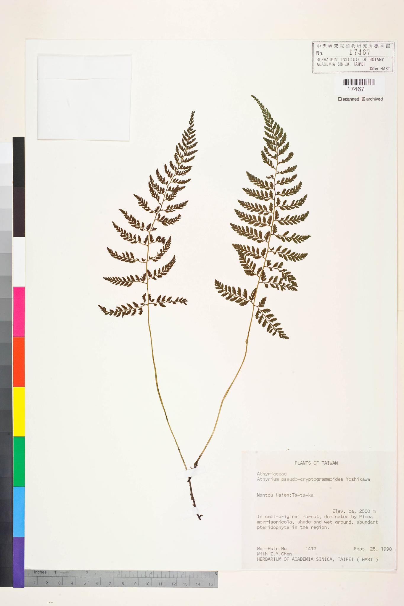 Sample image for viewer