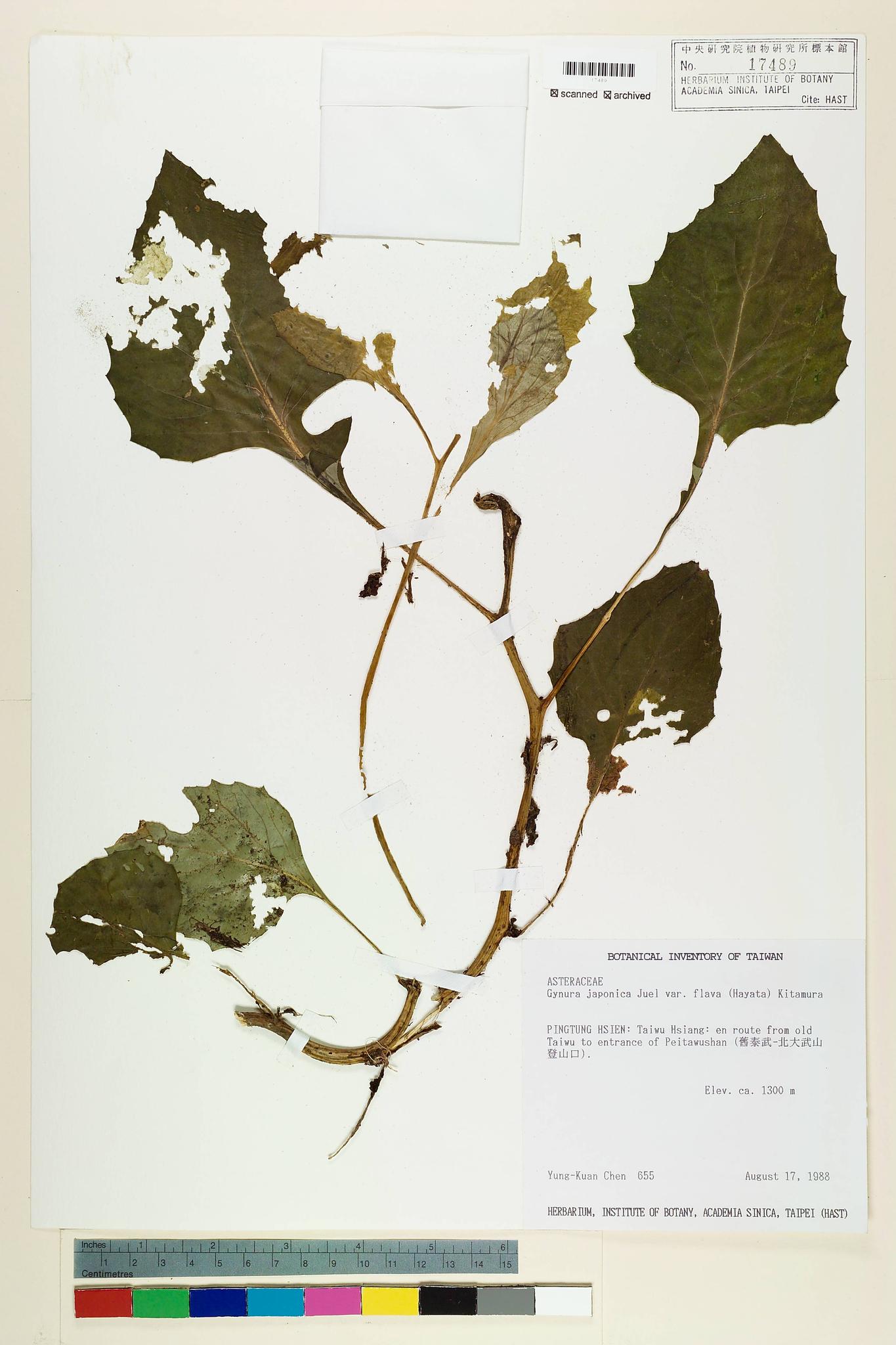 Sample image for viewer