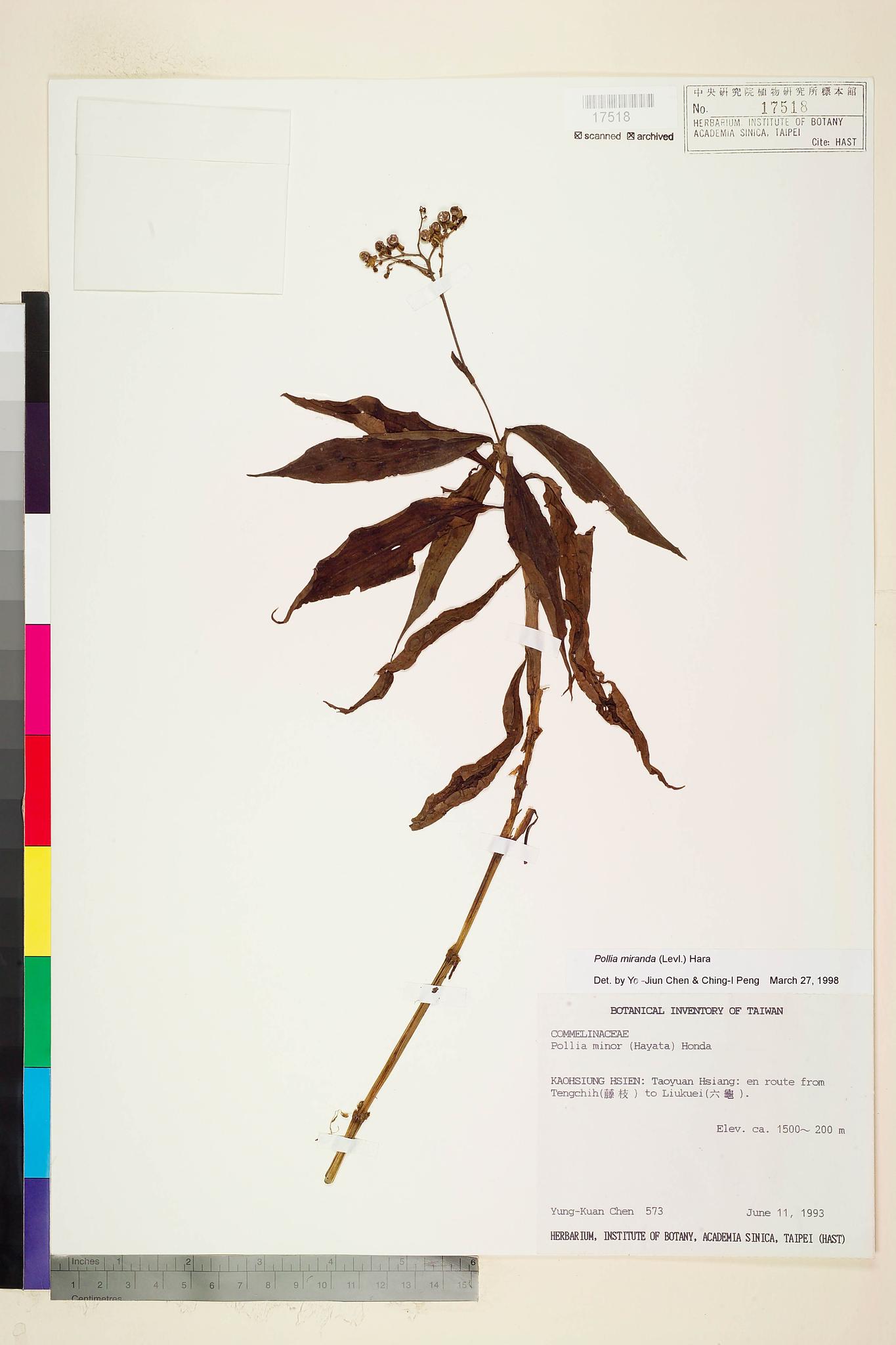 Sample image for viewer