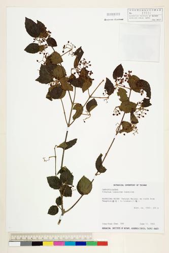 Viburnum luzonicum Rolfe